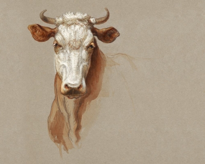 Picture of COLMAN COW PORTRAIT STUDY I