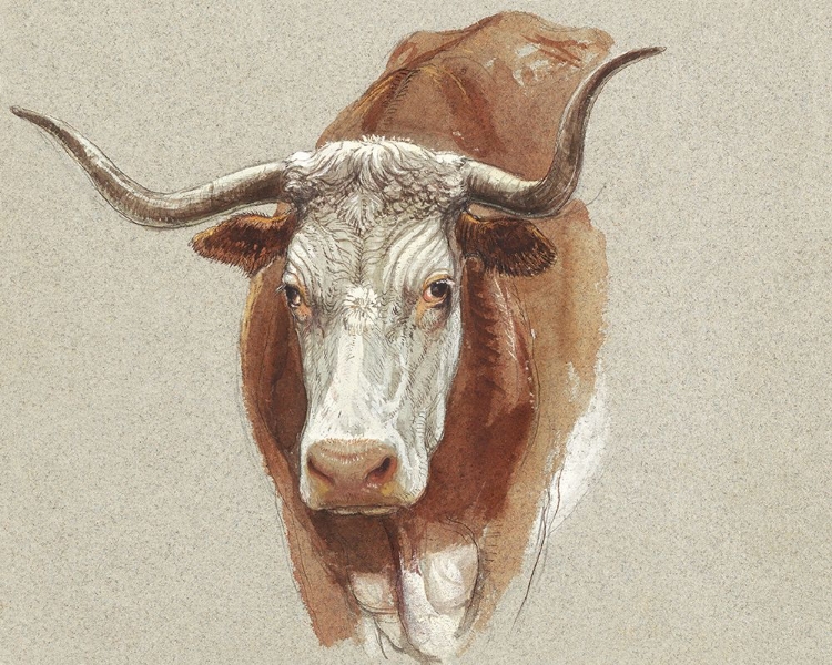 Picture of COLMAN COW PORTRAIT STUDY II