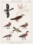 Picture of EGYPTIAN BIRD CHARTS IV