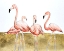 Picture of FLAMINGO FLOCK II