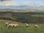 Picture of HIGHLAND SHEEP I