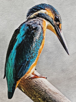 Picture of KINGFISHER PERCHED I