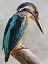 Picture of KINGFISHER PERCHED I