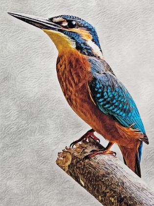 Picture of KINGFISHER PERCHED II