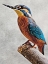Picture of KINGFISHER PERCHED II