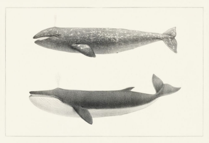 Picture of MELVILLES WHALES I