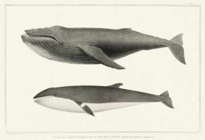 Picture of MELVILLES WHALES II