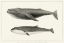 Picture of MELVILLES WHALES II
