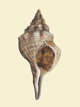 Picture of NEUTRAL-TONED SEASHELLS I