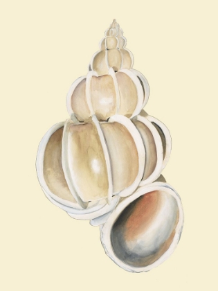 Picture of NEUTRAL-TONED SEASHELLS II