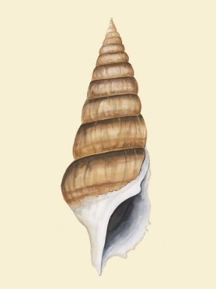 Picture of NEUTRAL-TONED SEASHELLS III