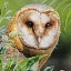 Picture of WOODLAND OWL WATCH I