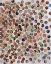 Picture of 100 PENNIES I
