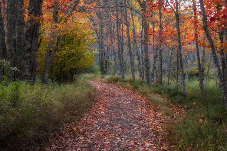 Picture of AUTUMN DRIVE II