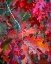 Picture of AUTUMN OAK LEAVES