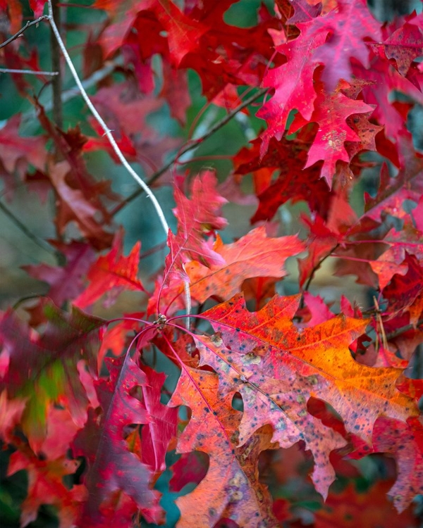 Picture of AUTUMN OAK LEAVES