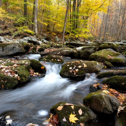 Picture of AUTUMN RUSH