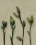 Picture of BUDS I