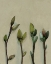 Picture of BUDS II