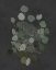 Picture of EUCALYPTUS LEAVES III