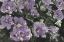 Picture of FLORAL PALETTE  I
