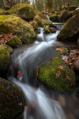 Picture of MOSS AND LEAVES I