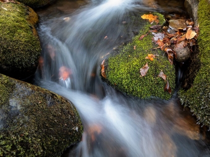 Picture of MOSS AND LEAVES II