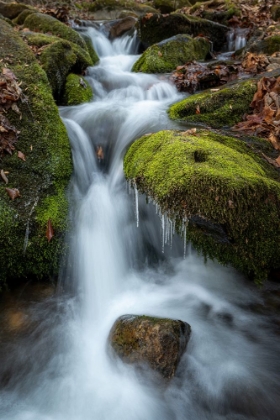 Picture of MOSS AND LEAVES III