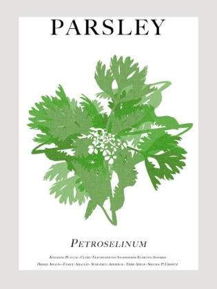 Picture of PARSLEY