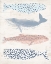 Picture of PATTERNED WHALE POD II