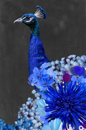 Picture of PEACOCK COLLAGE I