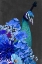 Picture of PEACOCK COLLAGE II