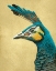 Picture of PEACOCK PROFILE I