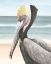 Picture of PELICAN BEACH II