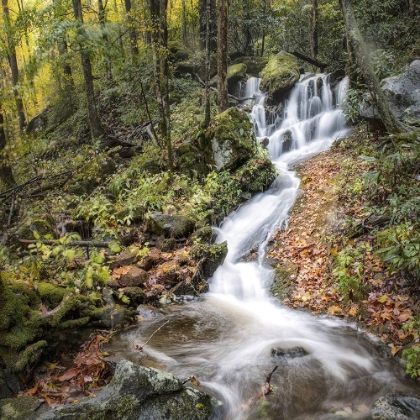 Picture of ROADSIDE FALLS