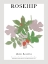 Picture of ROSEHIP
