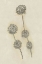 Picture of SEED PODS STUDY II