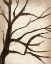 Picture of SIMPLE BRANCHES V