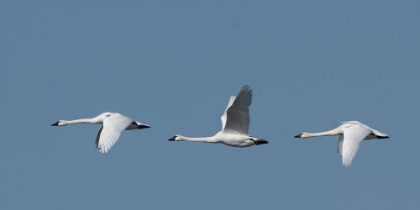 Picture of WING UP WING DOWN