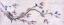 Picture of FAIRY WREN VENTURES II
