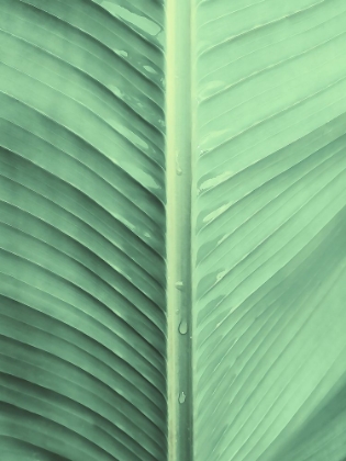 Picture of BANANA LEAF
