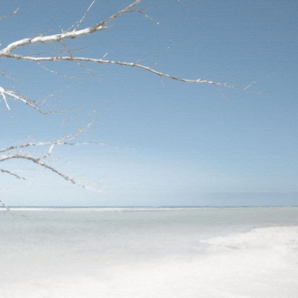 Picture of BEACH TREE