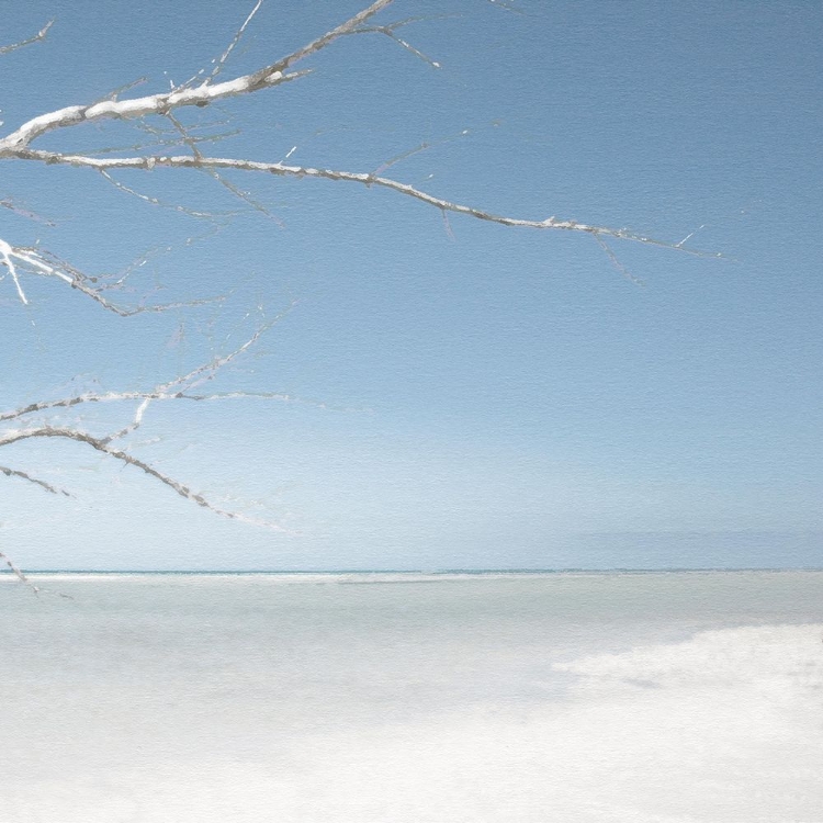 Picture of BEACH TREE