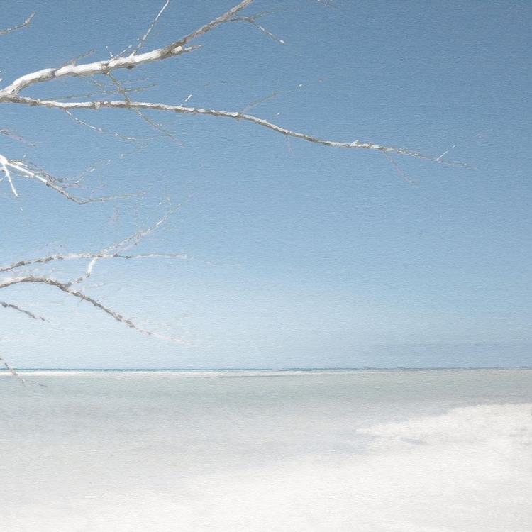 Picture of BEACH TREE