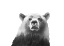 Picture of BIG BEAR