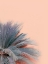 Picture of BLUE PALM