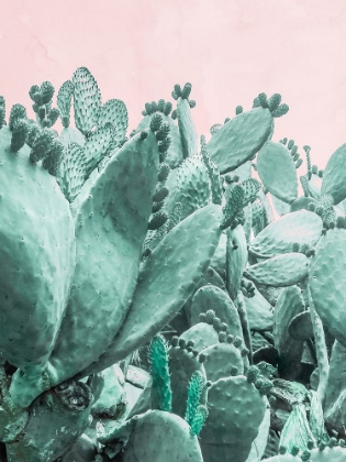 Picture of CACTUS FOREST ON PINK