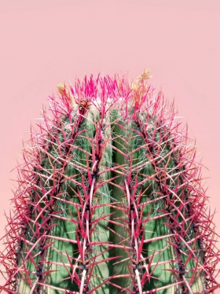 Picture of CACTUS ON PINK
