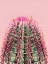 Picture of CACTUS ON PINK