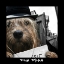 Picture of DOG DYLAN